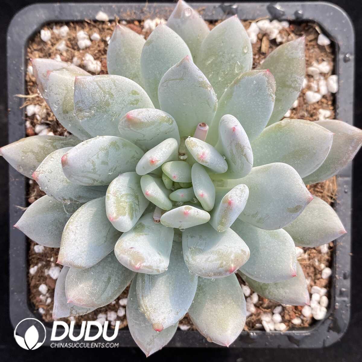 e201-767.jpg Echeveria Banxia - Image 1