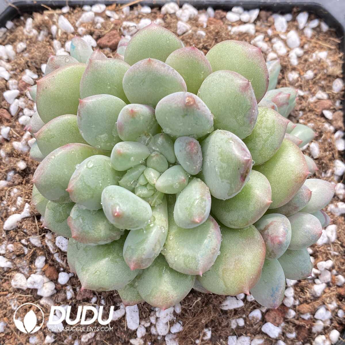 e201-768.jpg Pachyphytum X hybrid - Image 1