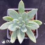 Pachyphytum Song of the Ocean