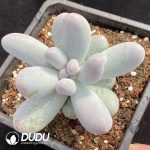 Pachyphytum Mico Nai