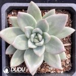 Echeveria Hepburn Rose