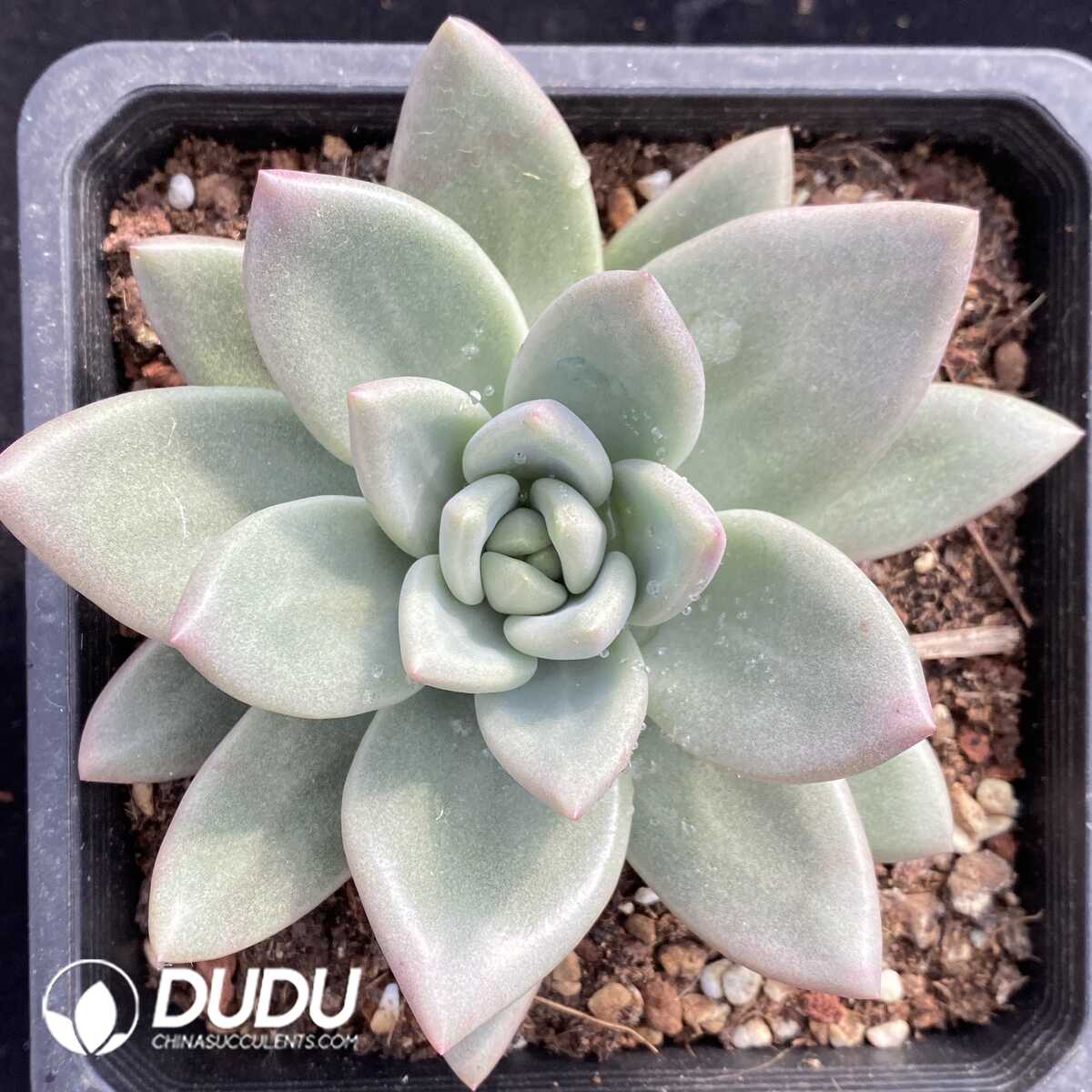 e201-771.jpg Echeveria Hepburn Rose - Image 1