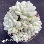 Echeveria Bubble Gum Clustering