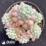 Pachyphytum Caviar Clustering