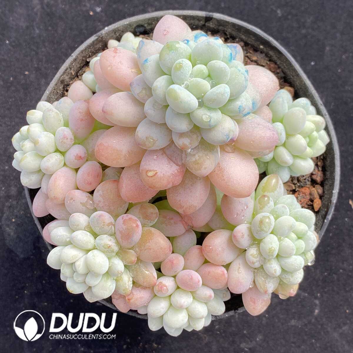 e201-773.jpg Pachyphytum Caviar Clustering - Image 1