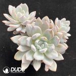 Echeveria Star Snow Clustering
