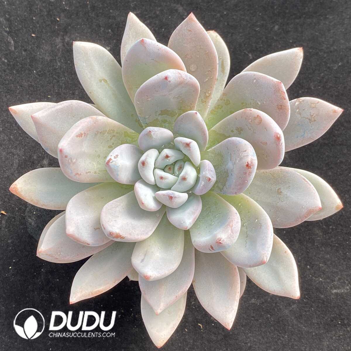 e201-775.jpg Echeveria Star Snow - Image 1