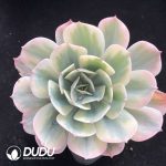 Echeveria Gyokufuu Variegated
