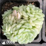 Echeveria White Swan Clustering