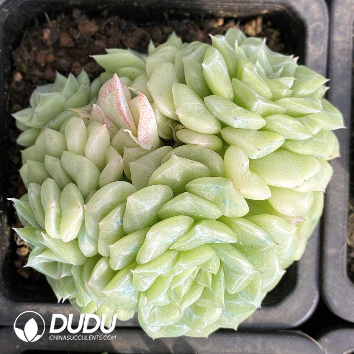 e201-777.jpg Echeveria White Swan Clustering - Image 1