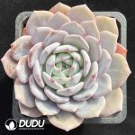 Echeveria Ice Dream