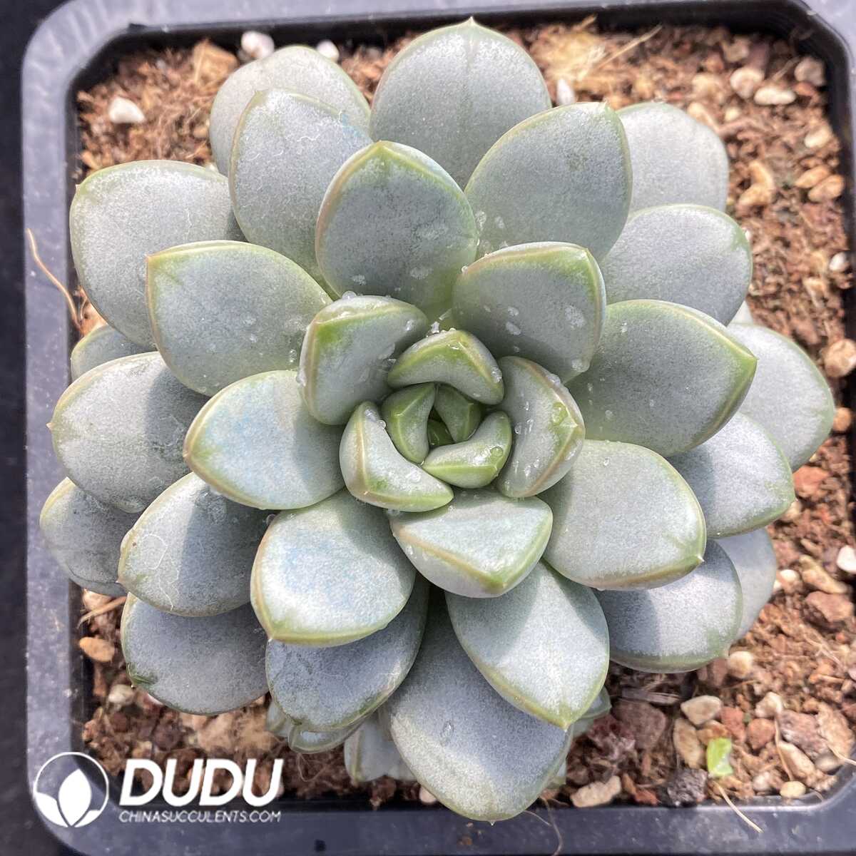 e201-779.jpg Echeveria Grapes - Image 1