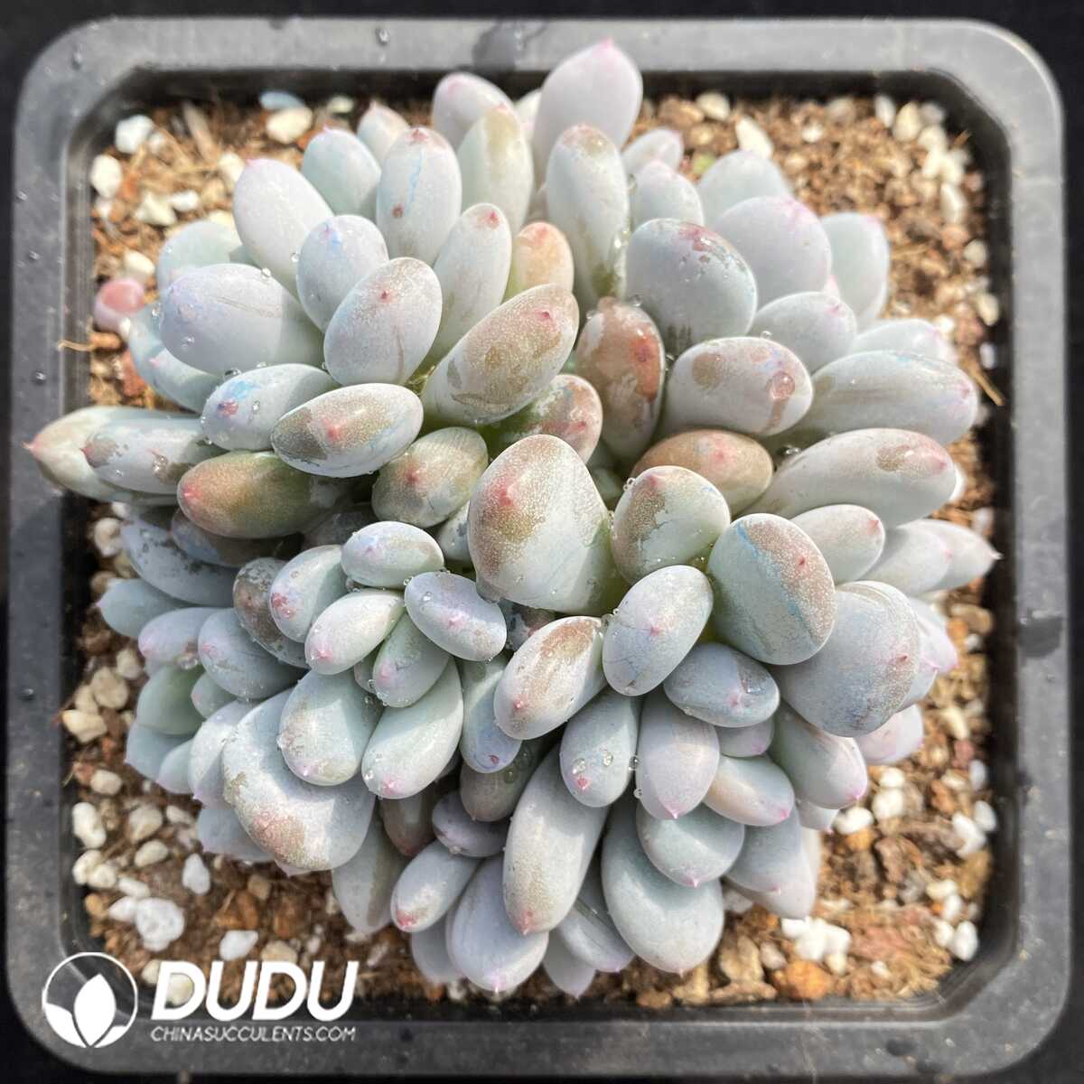 e201-780.jpg Pachyphytum Fragrant Snow Clustering - Image 1