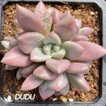Pachyphytum Zhiyin Clustering