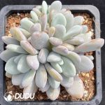 Graptoveria Snow Peach Clustering