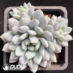 Echeveria Banxia Clustering