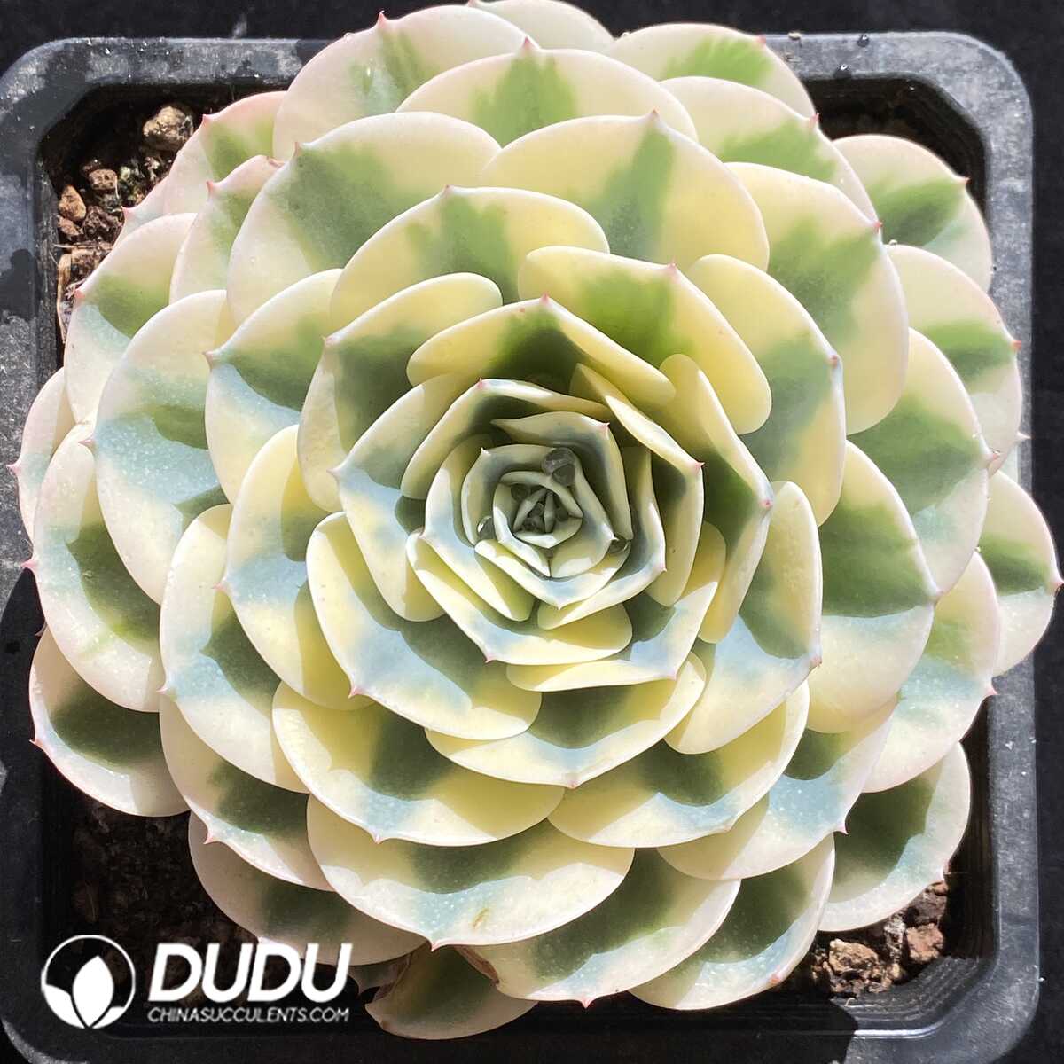 e201-784.jpg Echeveria Lenore Dean - Image 1