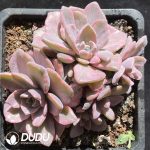 Graptoveria Mrs Richards Variegated