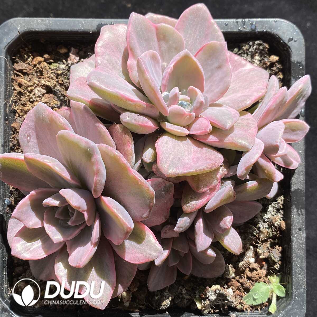 e201-785.jpg Graptoveria Mrs Richards Variegated - Image 1