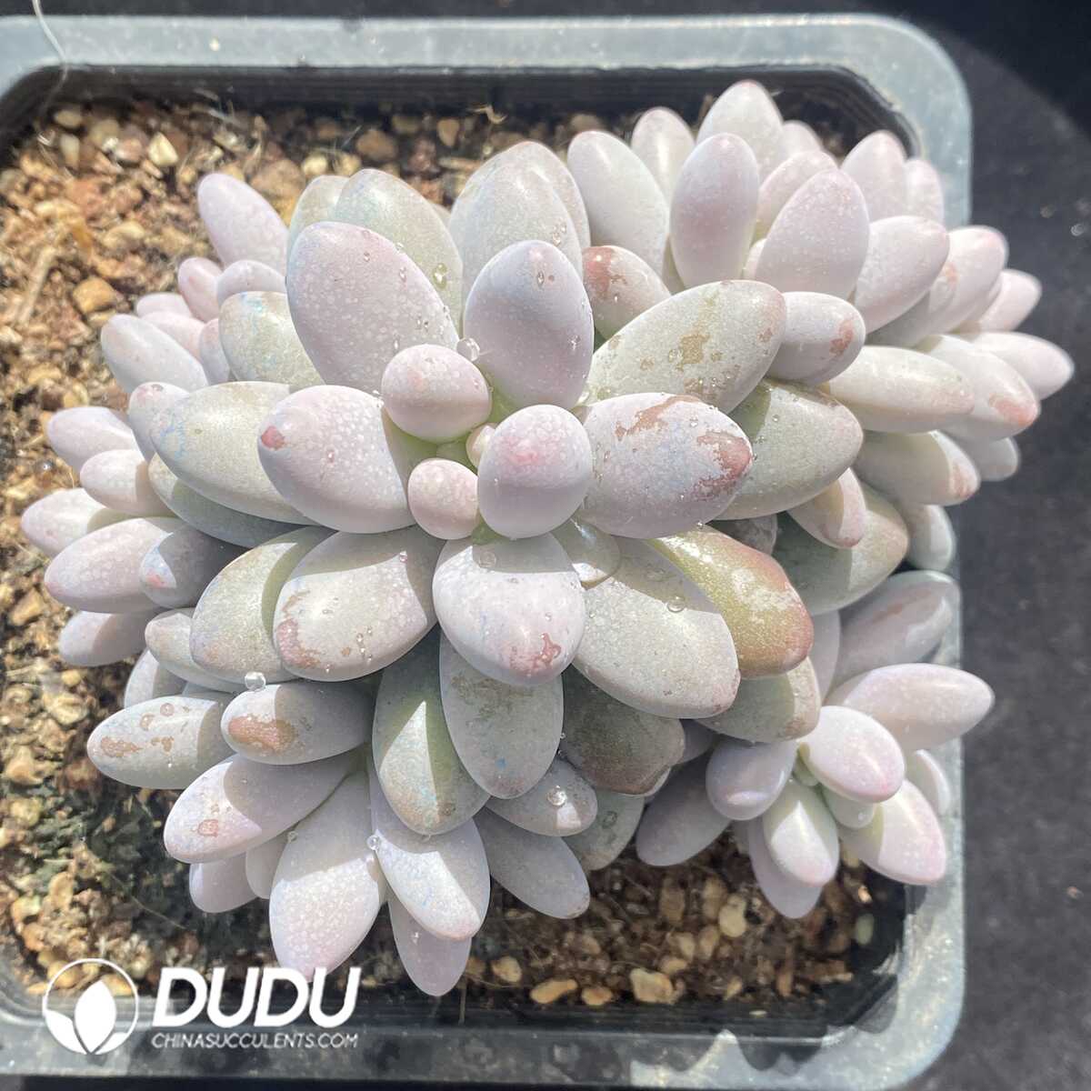 e201-786.jpg Pachyphytum Pink Lover Clustering - Image 1
