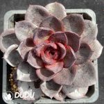 Echeveria Chocolate Rose