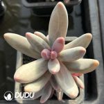 Pachysedum Ganzhou Clustering