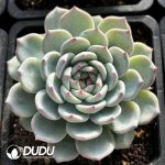 Echeveria Mohe