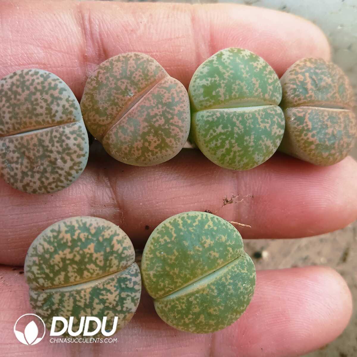 e201-79.jpg Lithops Lesliei - Image 1