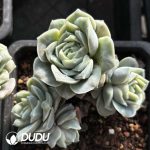 Echeveria Lovely Rose Clustering