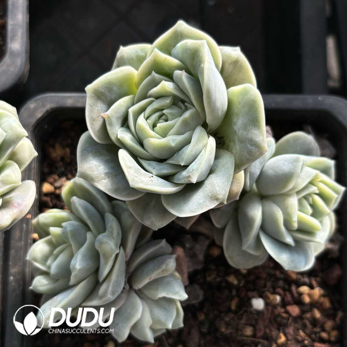 e201-790.jpg Echeveria Lovely Rose Clustering - Image 1