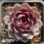 Echeveria Blueberry