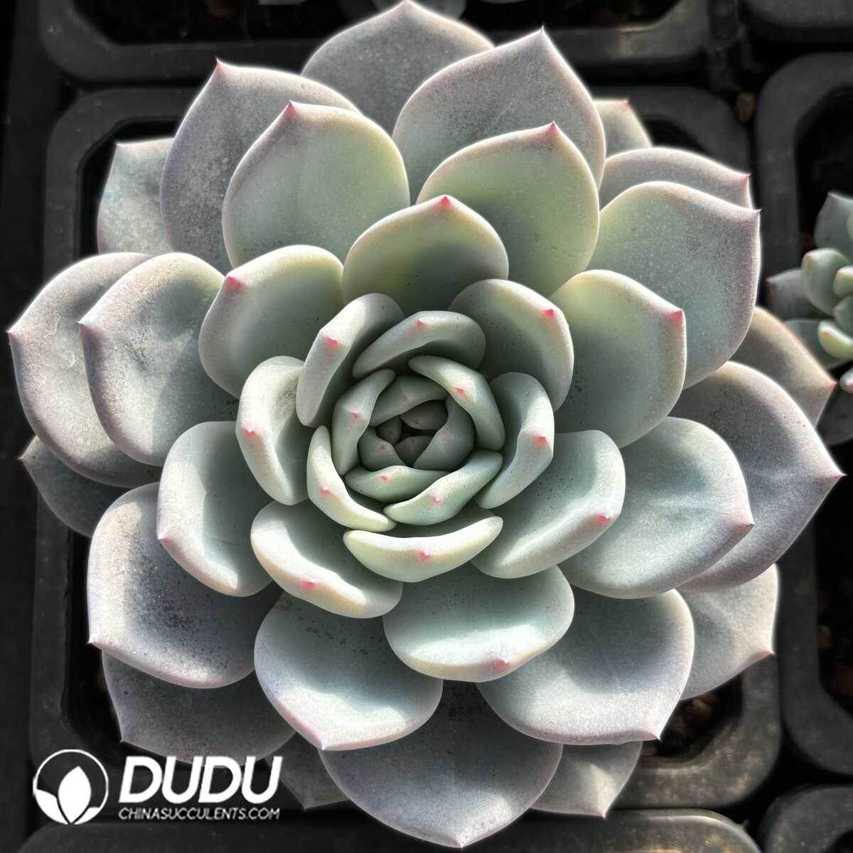 e201-792.jpg Echeveria Snow Angel - Image 1