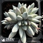 Pachyphytum Gothic Lolita Clustering