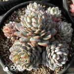 Echeveria Star Orange Clustering