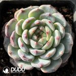 Echeveria Desert Rose