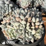 Pachyveria Perfume Clustering