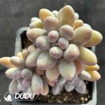 Graptopetalum glutinous rice balls clustering