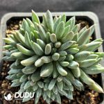 Echeveria Colorful Star Clustering