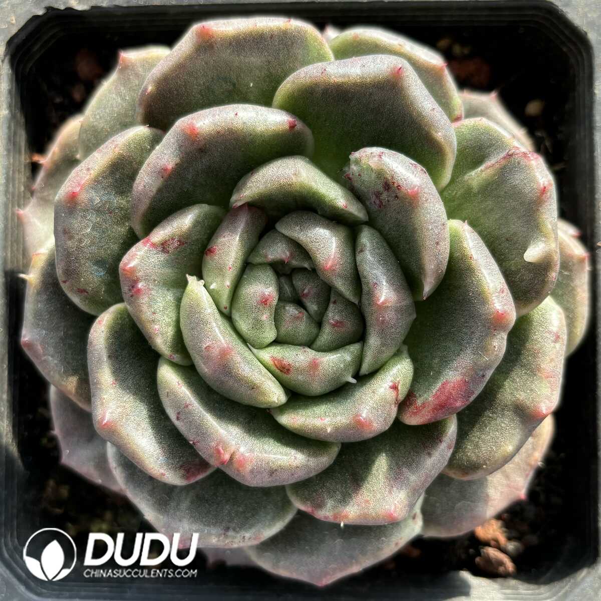 e201-799.jpg Echeveria Gramling - Image 1