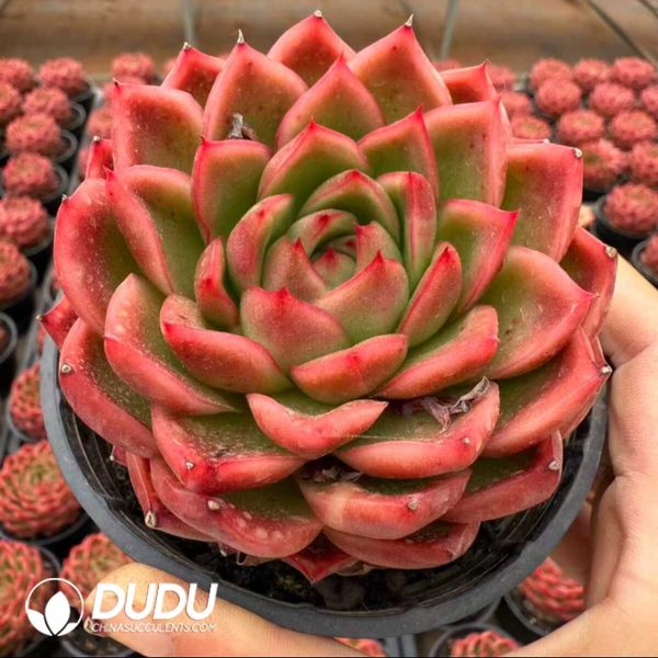 e201-8.jpg Echeveria Xuan Color - Image 1