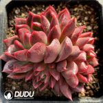 Echeveria Flame Rose Clustering