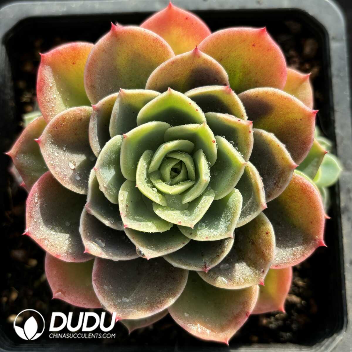 e201-801.jpg Echeveria Hami Melon - Image 1