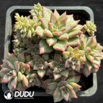 Graptoveria Omina Clustering