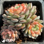 Echeveria Goldfinch Clustering