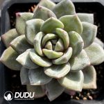 Echeveria German Champagne