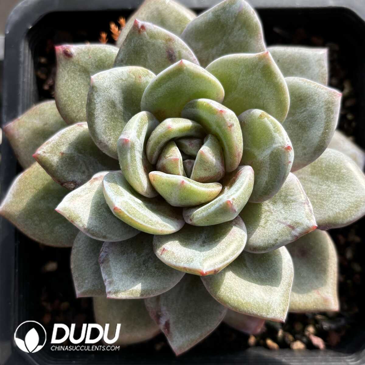 e201-804.jpg Echeveria German Champagne - Image 1