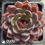 Echeveria Crapemyrtle