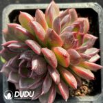 Echeveria Crapemyrtle Clustering