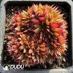 Echeveria Peacock Cristata