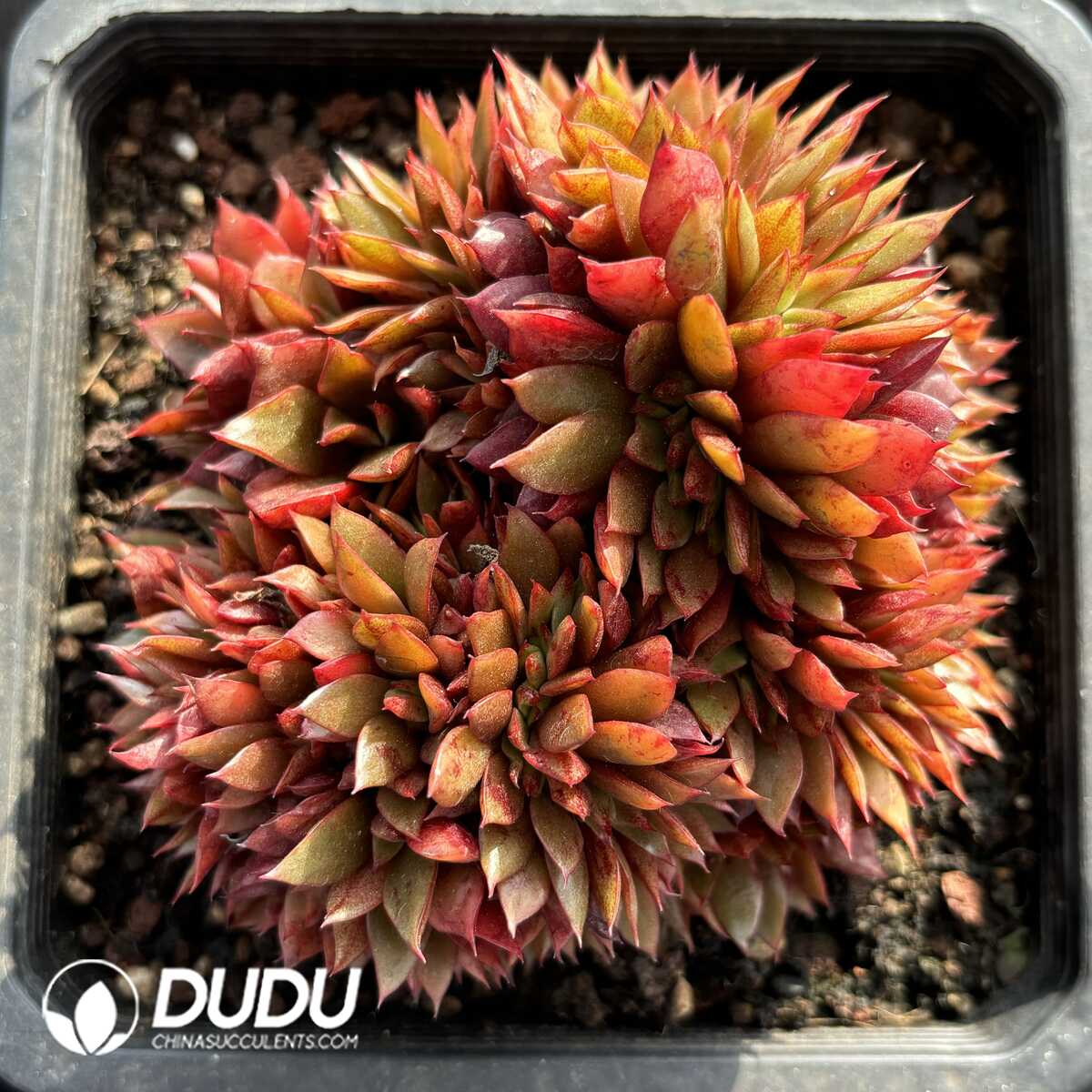 e201-807.jpg Echeveria Peacock Cristata - Image 1